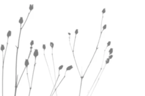 Summer background from the shadow of a sprig of field grass on a white wall Stock Illustration