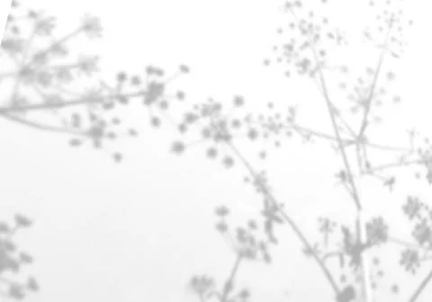 Summer background from the shadow of a sprig of field grass on a white wall Stock Illustration