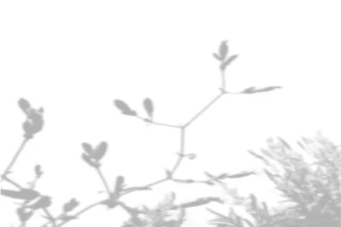 Summer background from the shadow of a sprig of field grass on a white wall Stock Illustration