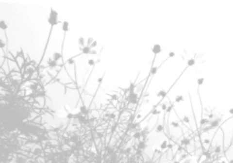 Summer background from the shadow of a sprig of field grass on a white wall Stock Illustration