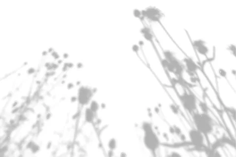 Summer background from the shadow of a sprig of field grass on a white wall Stock Illustration