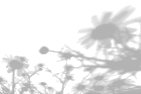 Summer background from the shadow of a sprig of field grass on a white wall Stock Illustration