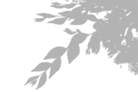 Summer background shadows from elm leaves on a white wall. White and black Stock Illustration