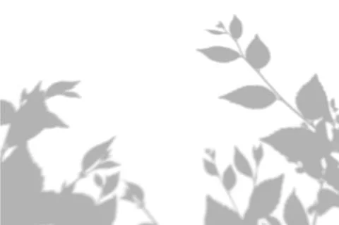 Summer background shadows from elm leaves on a white wall. White and black Stock Illustration