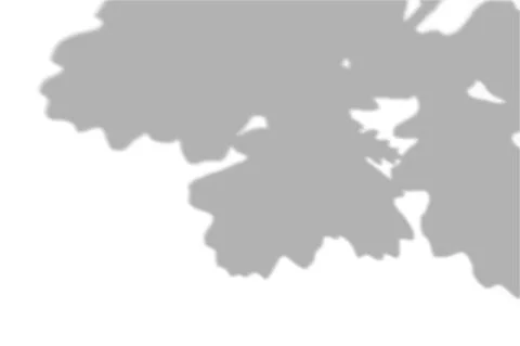 Summer background shadows from the foliage of a tree oak on a white wall. White Stock Illustration