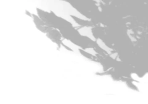 Summer background shadows from the foliage of a tree on a white wall. White and Stock Illustration