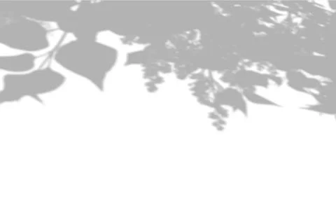 Summer background shadows from the foliage of a tree on a white wall. White and Stock Illustration