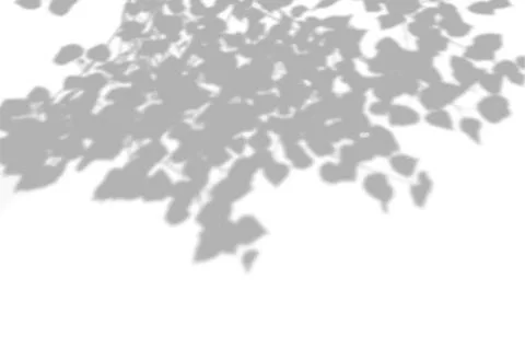 Summer background shadows from the foliage of a tree on a white wall. White and Stock Illustration