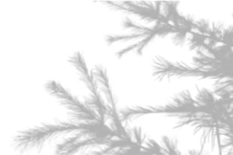Summer background shadows from the foliage of a tree fir on a white wall. White Stock Illustration