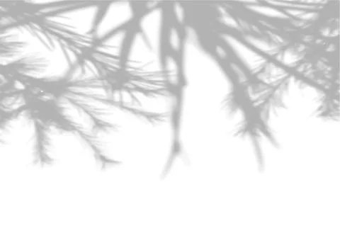 Summer background shadows from the foliage of a tree fir on a white wall. White Stock Illustration