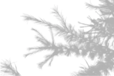 Summer background shadows from the foliage of a tree fir on a white wall. White Stock Illustration