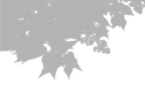 Summer background shadows from the foliage of a tree on a white wall. White and Stock Illustration