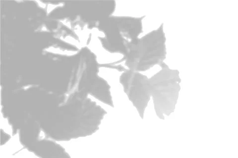 Summer background shadows from the foliage of a tree on a white wall. White and Stock Illustration
