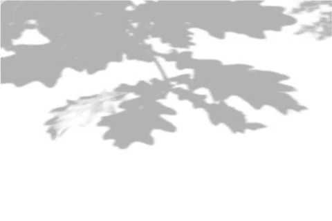 Summer background shadows from the foliage of a tree oak on a white wall. White Stock Illustration
