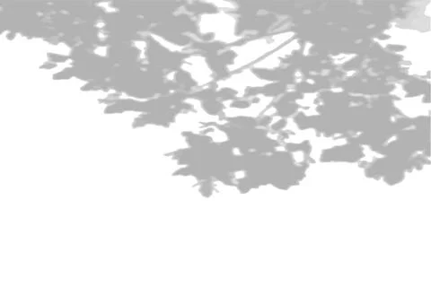 Summer background shadows from the foliage of a tree maple on a white wall Stock Illustration