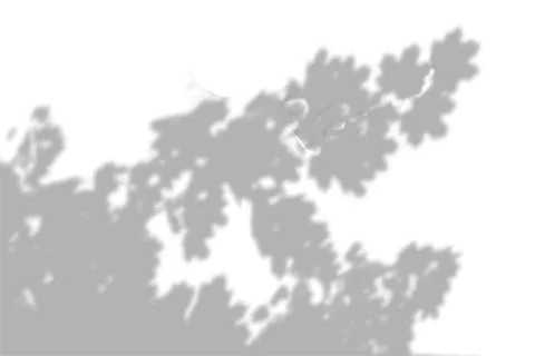 Summer background shadows from the foliage of a tree maple on a white wall Stock Illustration