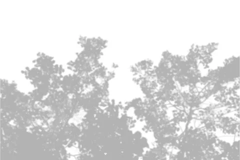Summer background shadows from the foliage of a tree maple on a white wall Stock Illustration