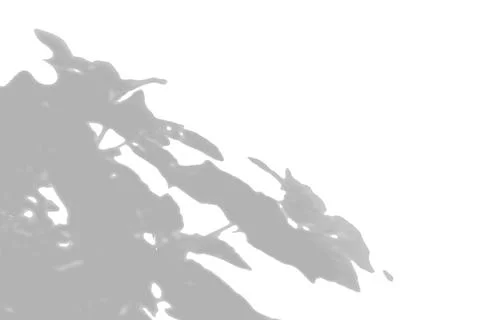 Summer background shadows from the foliage of a tree on a white wall. White and Stock Illustration