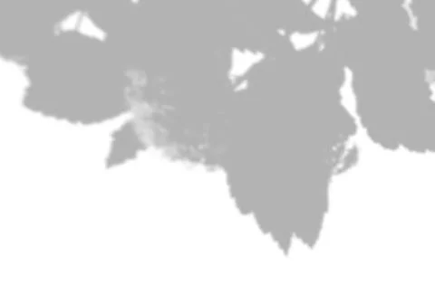 Summer background shadows from the foliage of a tree on a white wall. White and Stock Illustration