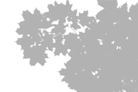 Summer background shadows from the foliage of a tree maple on a white wall Stock Illustration