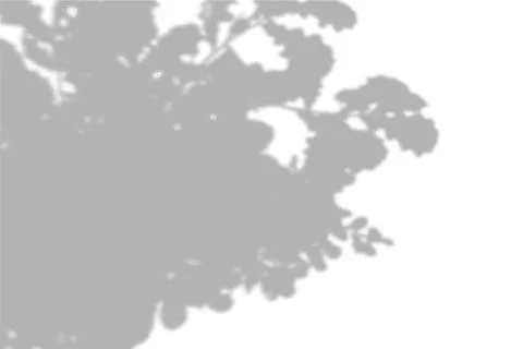 Summer background shadows from the foliage of a tree oak on a white wall. White Stock Illustration