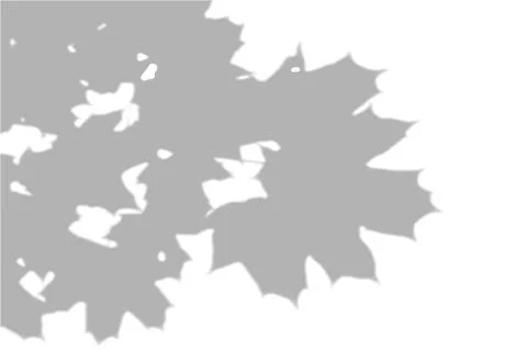 Summer background shadows from the foliage of a tree maple on a white wall Stock Illustration