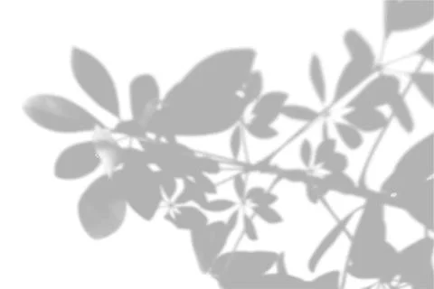 Summer background shadows from the indoor tree of happiness on a white wall Stock Illustration