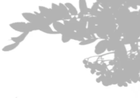 Summer background shadows from the leaves of mountain ash on a white wall. White Stock Illustration