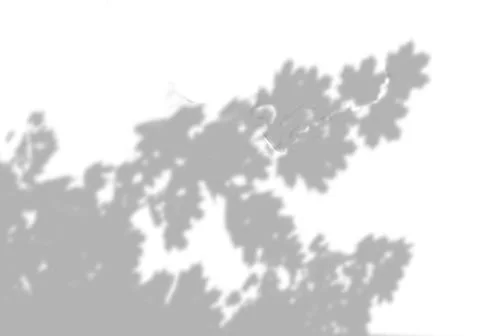 Summer background of shadows from maple leaves and branches on a white wall Stock Illustration