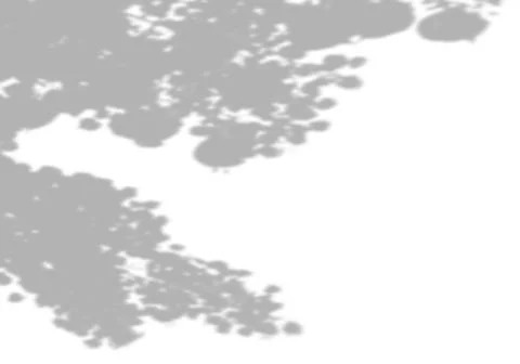 Summer background of shadows from maple leaves and branches on a white wall Stock Illustration