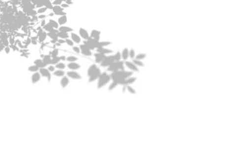 Summer background of shadows tree on a white wall. White and Black for Stock Illustration