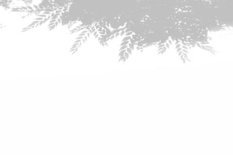 Summer background of shadows tree on a white wall. White and Black for Stock Illustration