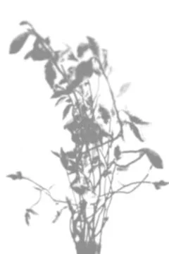 Summer background of shadows of willow branches on a white wall. White and bl Stock Photos