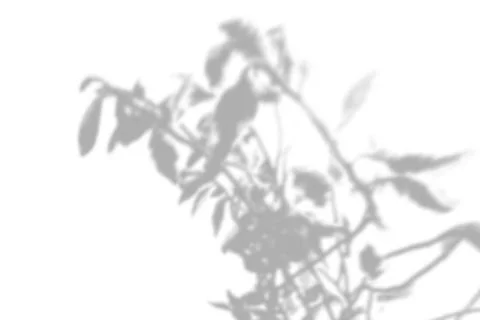 Summer background of shadows of willow branches on a white wall. White and bl Stock Photos