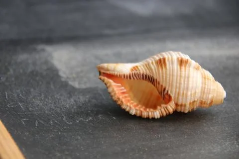 Summer background. Shell on wooden background with copy space. Stock Photos
