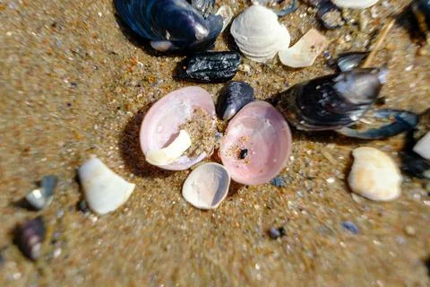 Summer background with shells on sand. Center pink shell with sea sand insi.. Foto stock