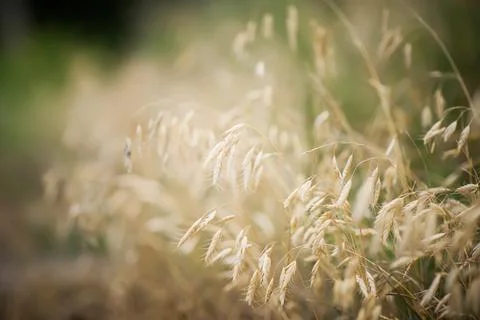 Summer background with spikelets of wild herbs. Stock Photos