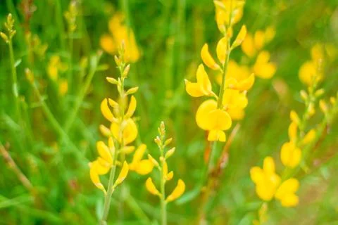 Summer Background. Spring Background. Yellow Flowers Fotos de archivo