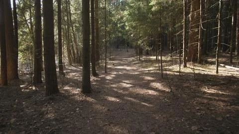 Summer background in the spruce forest Foto stock