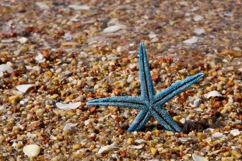 Summer background with starfish Stock Photos