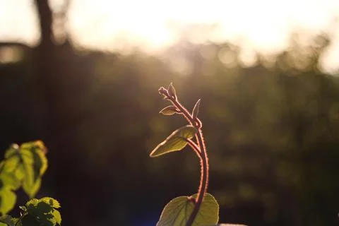 Summer background in sunset Stock-Fotos