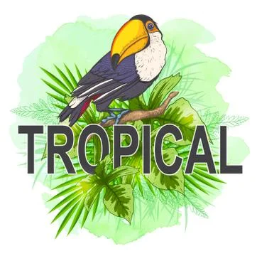 Summer background with toucan bird Stock Illustration
