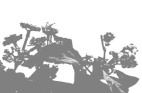 Summer background of violet flower shadows on a white wall. White and black for Stock Illustration