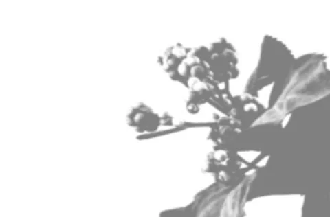 Summer background of violet flower shadows on a white wall. White and black for Stock Illustration