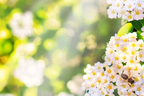 Summer background. White flower with bee at sunny spring day. Space for text Stock Photos