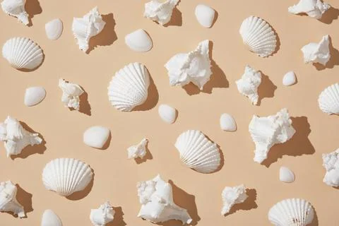 Summer background with white seashells of various shapes arranged neatly on.. Stock Photos