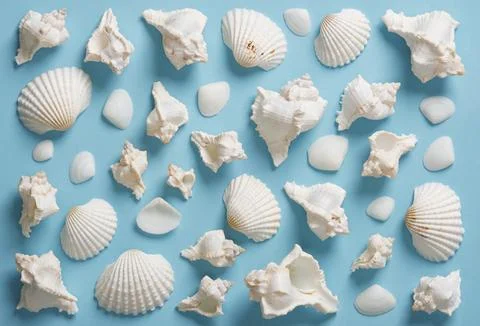 Summer background with white seashells of various shapes arranged neatly on b Stock Photos