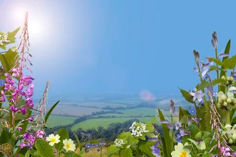 Summer background with wild flowers Stock Illustration