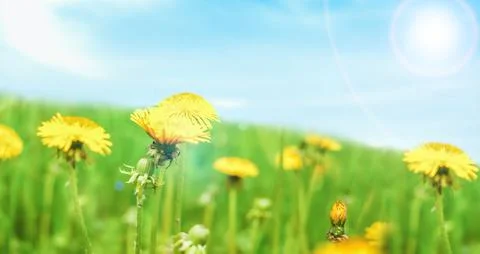 Summer background for your design 写真素材