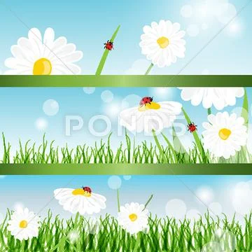 Summer banners with daisy and ladybugs in green grass Stock Illustration